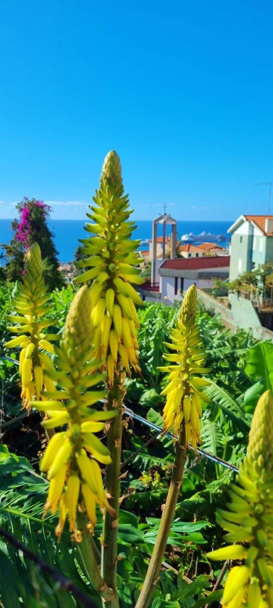 Villa Catanho Funchal  Kültér fotó
